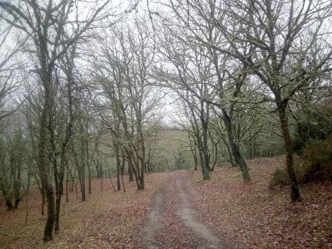 Ruta do Canelar