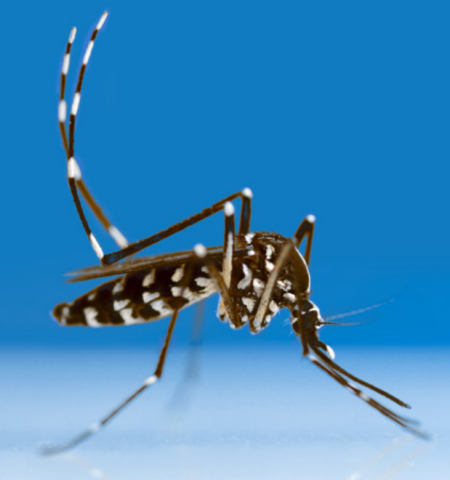 Mosquito_tigre_20250724143126.png